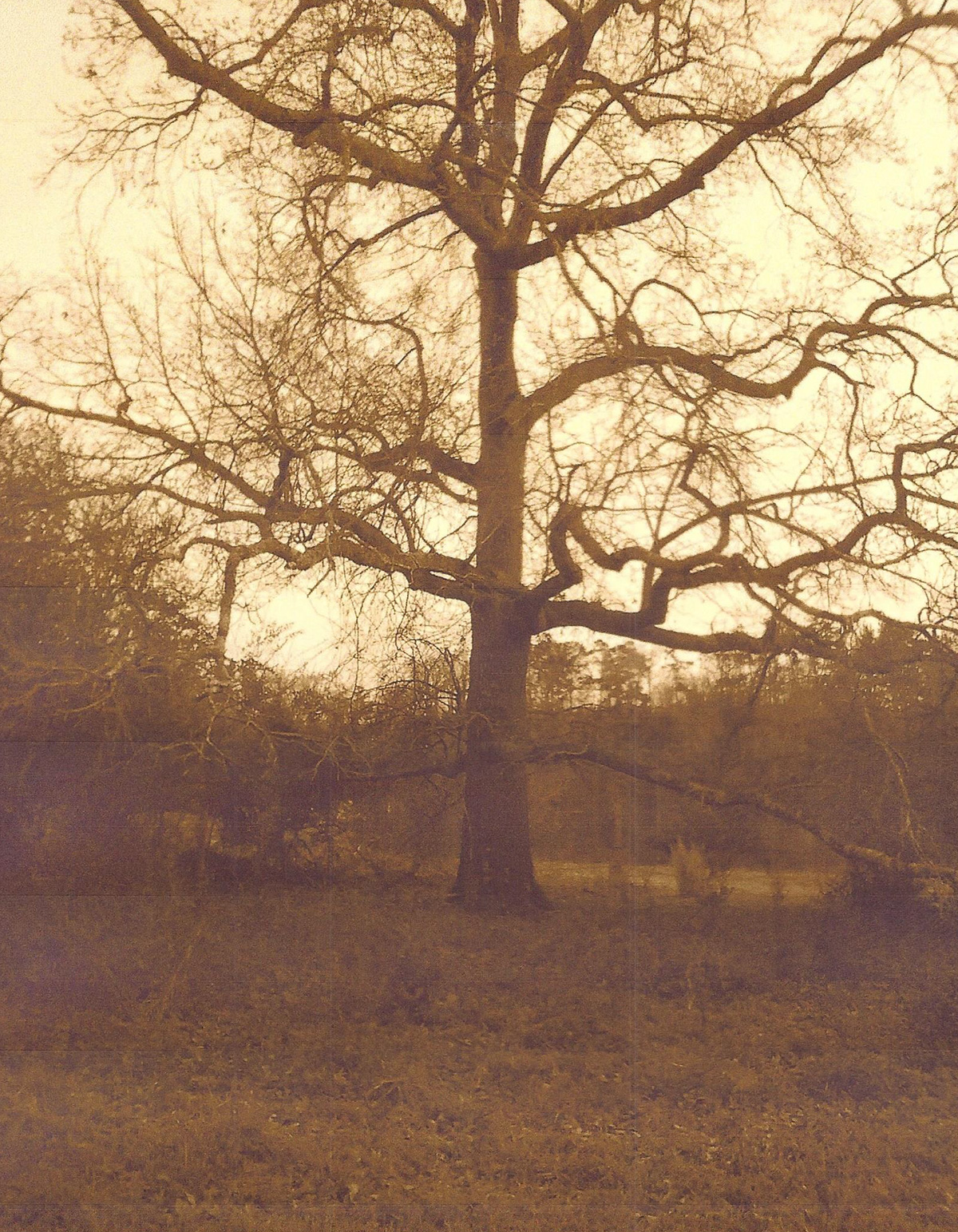 Scan-4